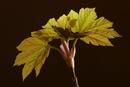 4844 Sycamore (Acer pseudoplatanus) Leaf.